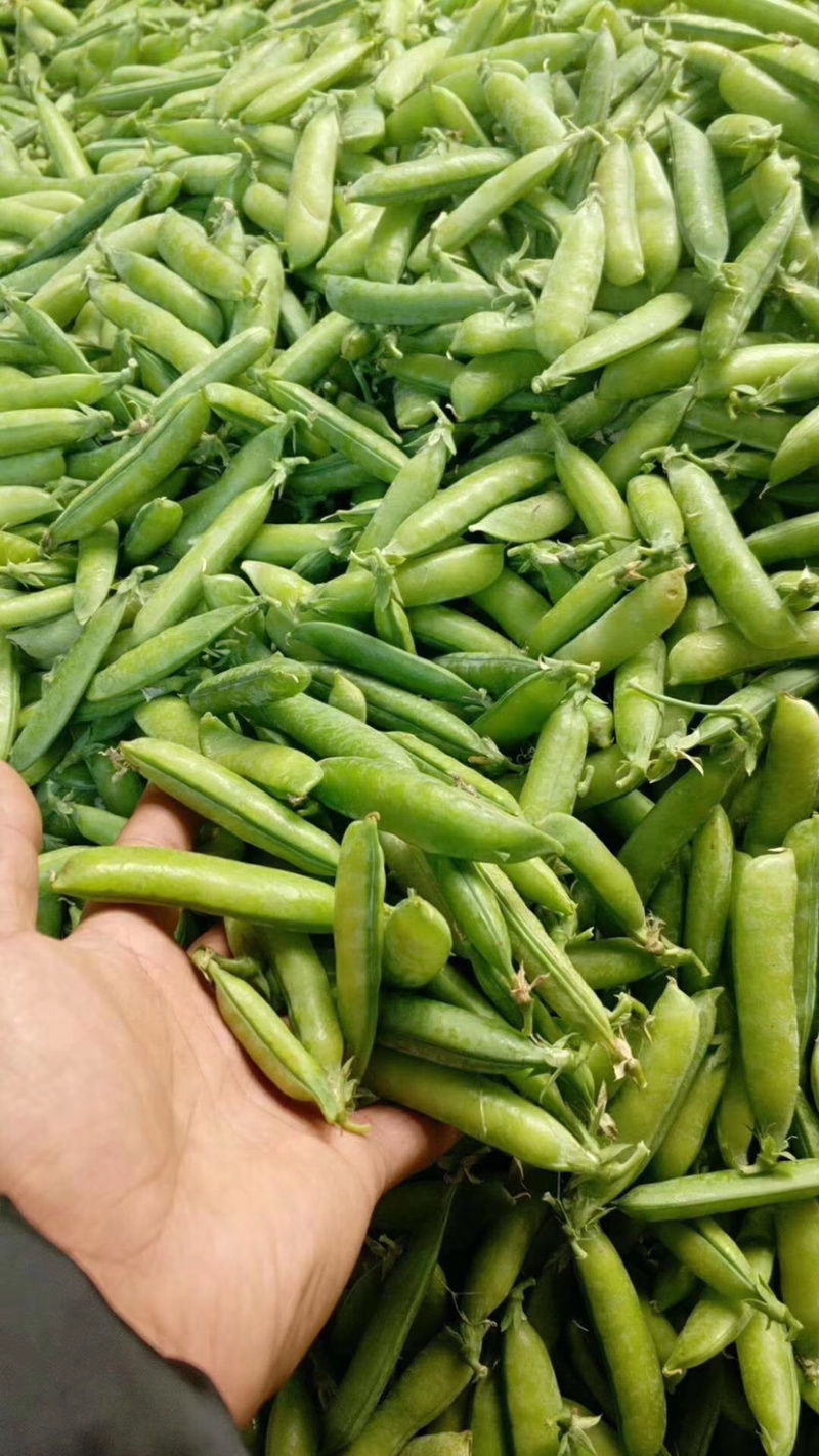 湖北青豌豆荚，新鲜上市，颗粒饱满，色泽清新，全国发货