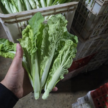 毛白菜苔、小白菜苔各种规格齐全产地直供欢迎电话咨询