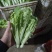 毛白菜苔、小白菜苔各种规格齐全产地直供欢迎电话咨询