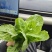 毛白菜苔、小白菜苔各种规格齐全产地直供欢迎电话咨询