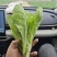 毛白菜苔、小白菜苔各种规格齐全产地直供欢迎电话咨询