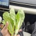 毛白菜苔、小白菜苔各种规格齐全产地直供欢迎电话咨询