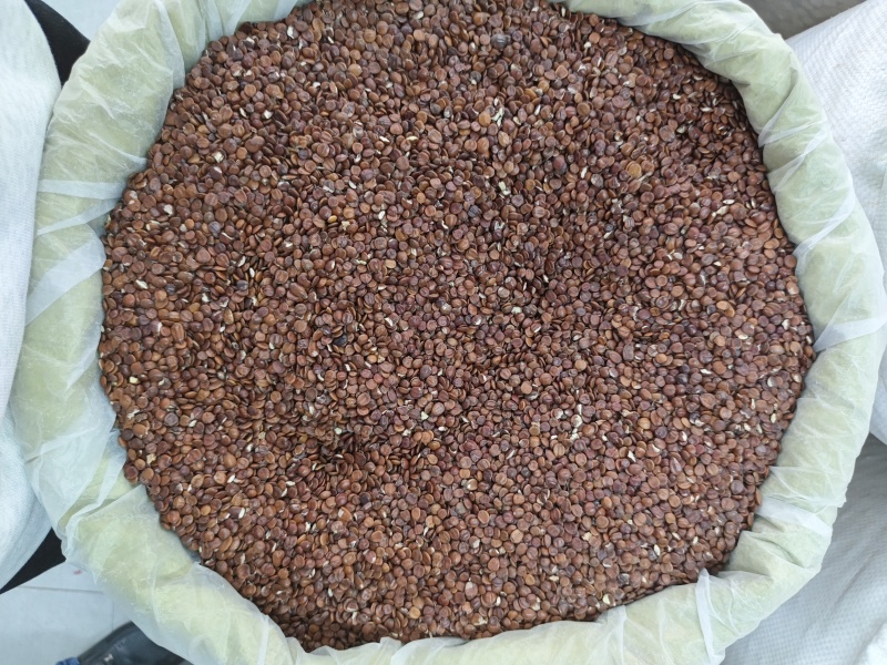 酸枣仁（包邮）三斤起发货可批量可零售量大从优