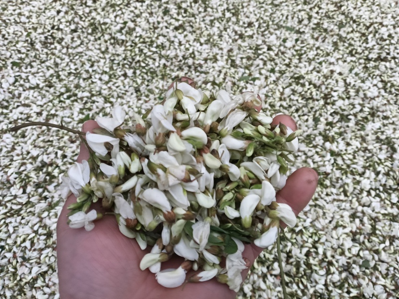 洋槐花