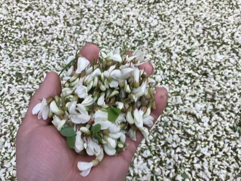 洋槐花