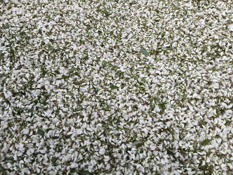 洋槐花