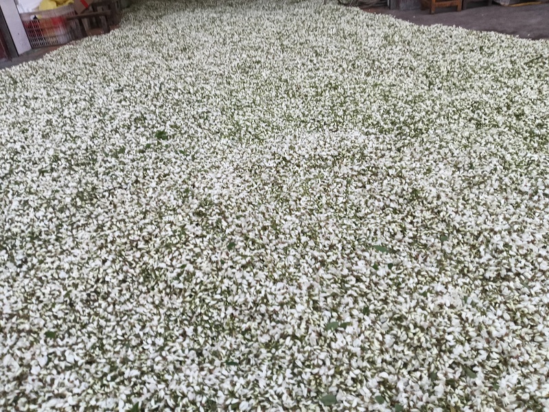 洋槐花