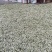 洋槐花