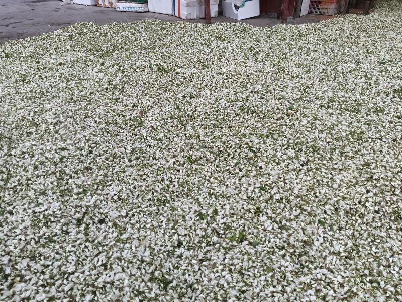 洋槐花