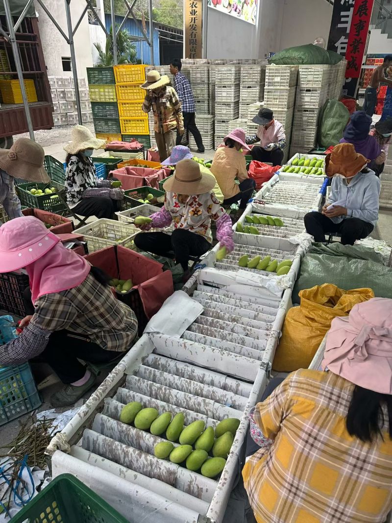 六两以下金煌芒可以给各个渠道分装1.8元1斤欢迎致电