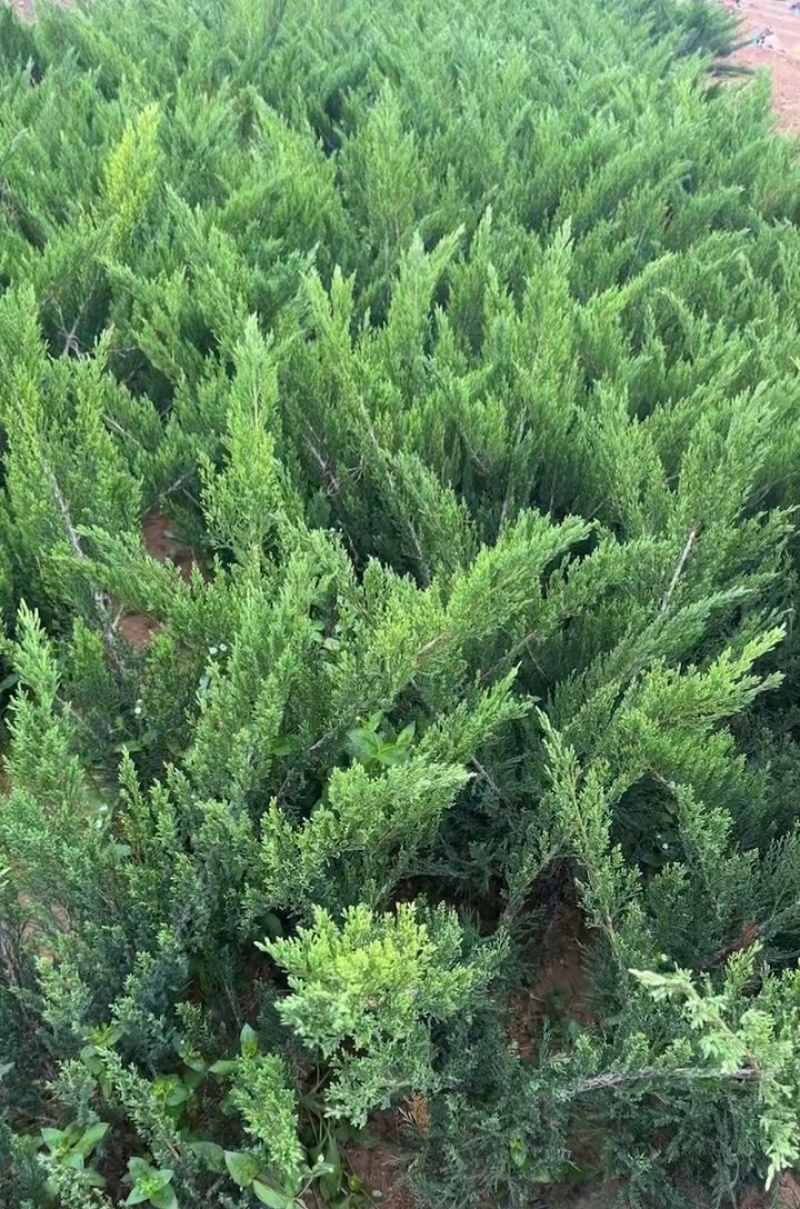 沙地柏
