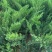 沙地柏