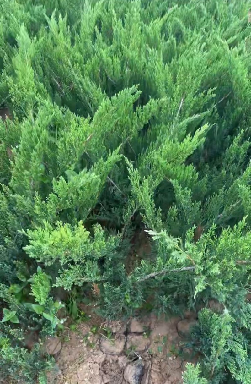 沙地柏