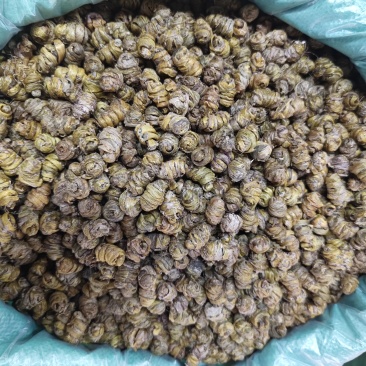 铁皮石斛霍山石斛仿野生铁皮石斛枫斗散装产地货源批发