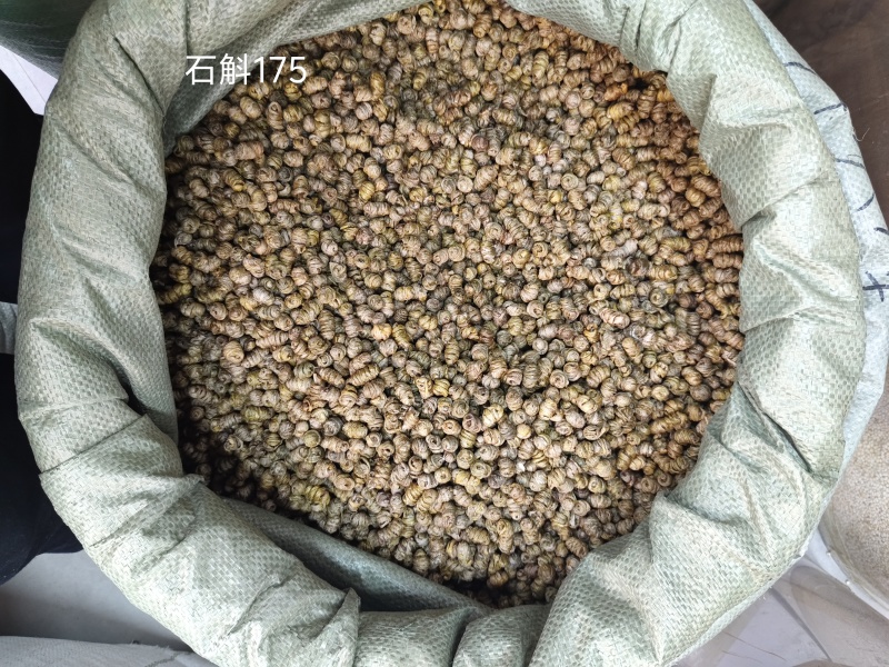 铁皮石斛霍山石斛仿野生铁皮石斛枫斗散装产地货源批发