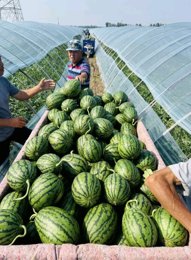 西瓜/山东西瓜/大量上市，全国发货，坏烂包赔