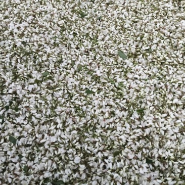 洋槐花