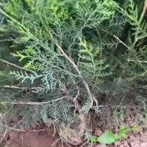 侧柏