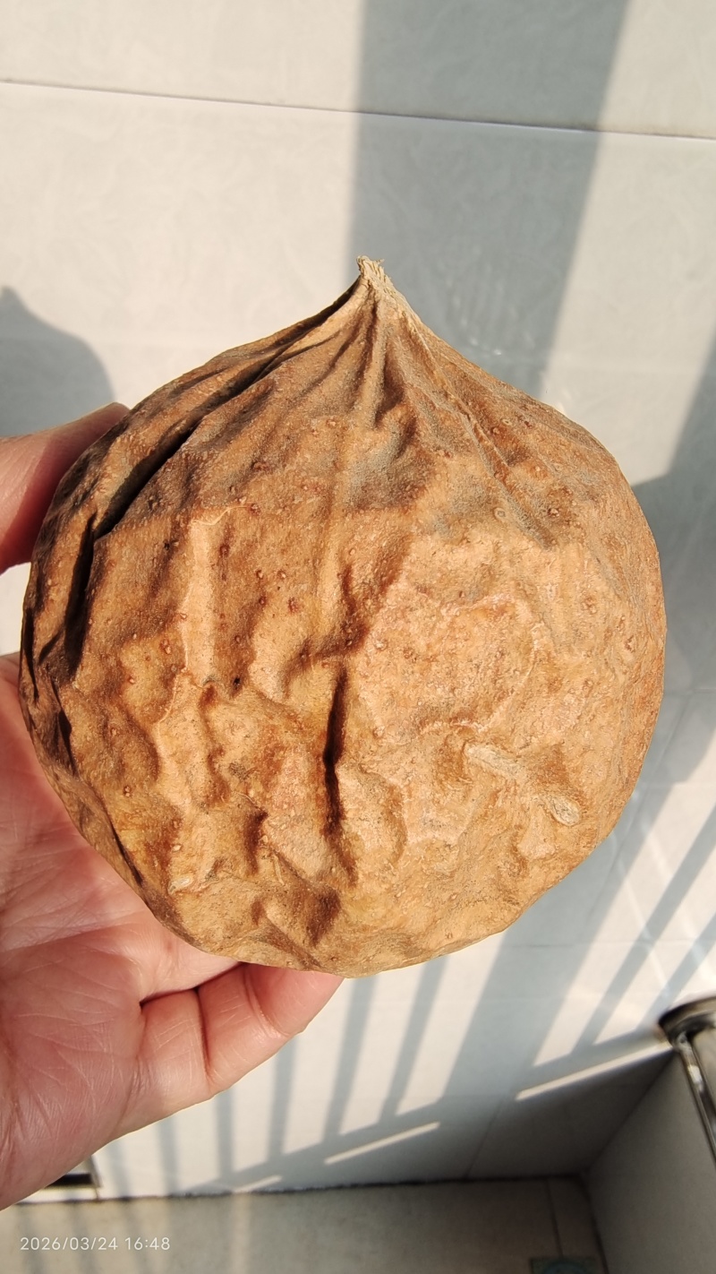 瓜蒌瓜蒌个子选货栝蒌实自然晒干货量大优惠