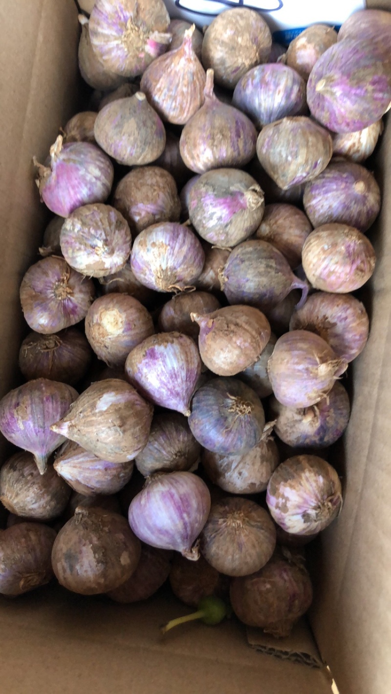 正宗大理紫皮独头蒜新蒜鲜蒜