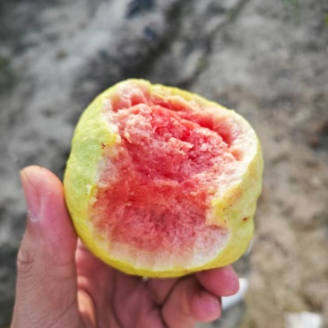 陆丰市红宝石芭乐