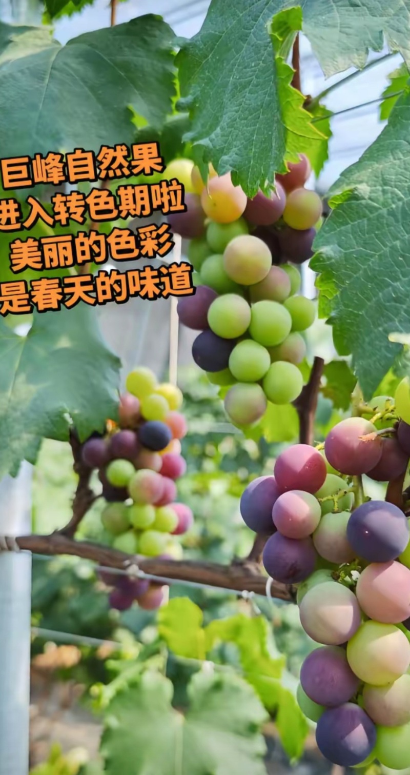 精品巨峰葡萄口感纯甜爆汁，果肉厚，基地直供，新鲜采摘