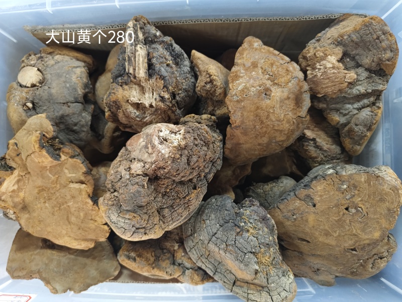 桑黄西藏野生岩桑树桑黄正品金边桑黄灵芝整朵1000克起发