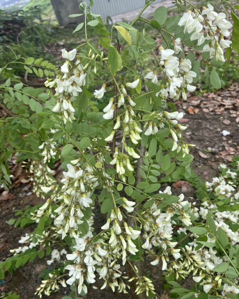 洋槐花鲜洋槐花/市场电商/质量有保证