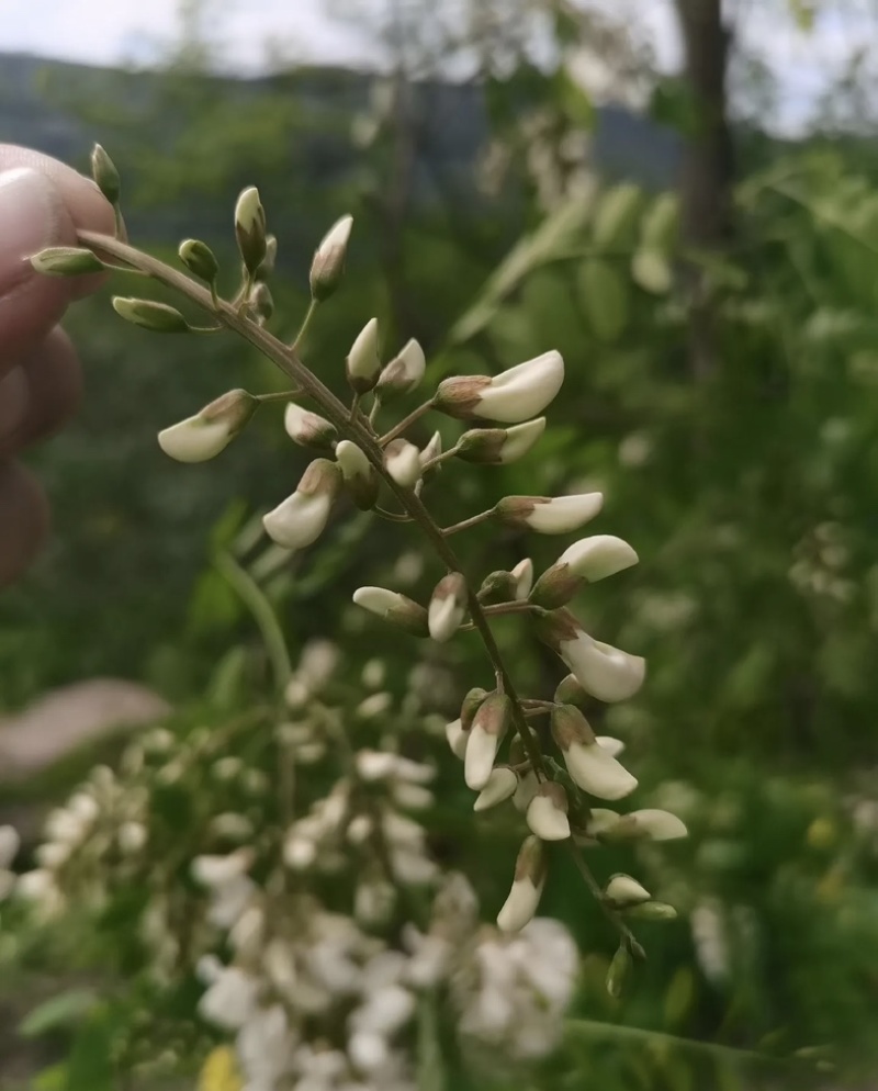 洋槐花鲜洋槐花/市场电商/质量有保证