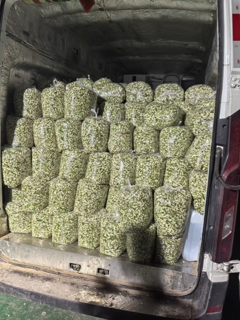 洋槐花鲜洋槐花/市场电商/质量有保证
