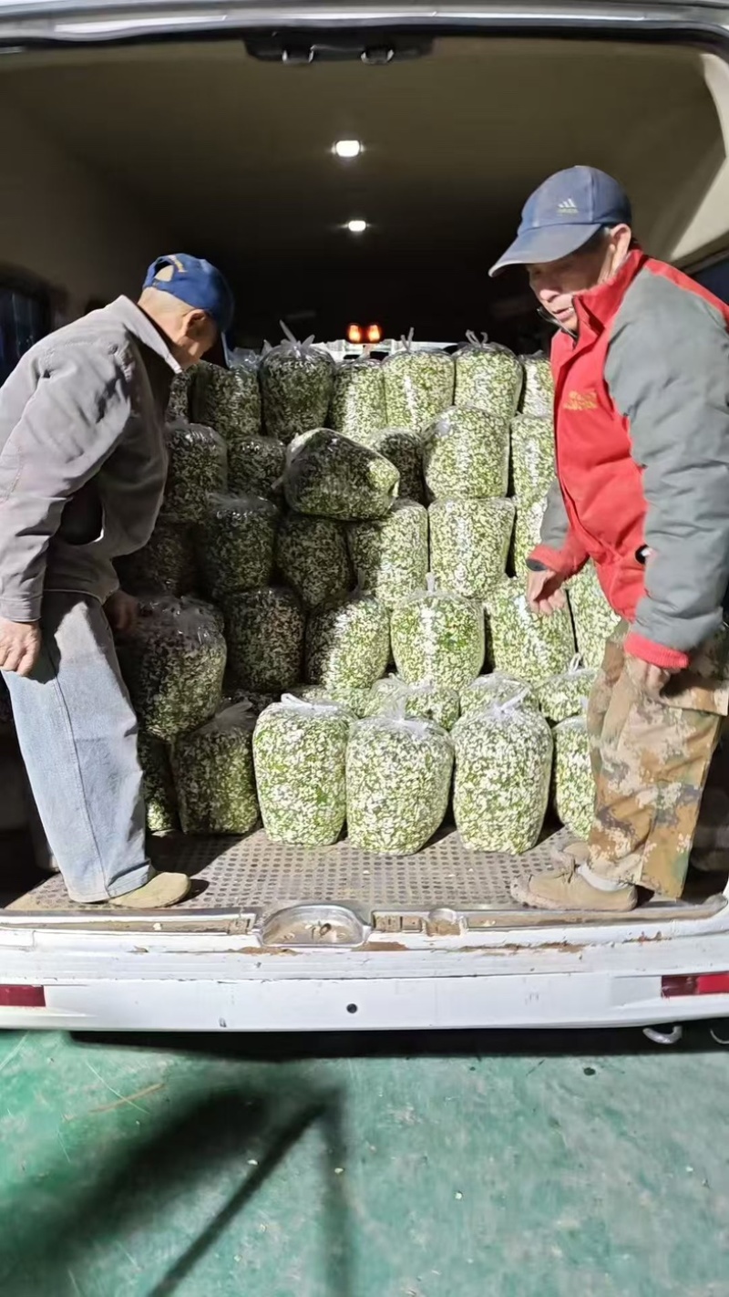 洋槐花鲜洋槐花/市场电商/质量有保证