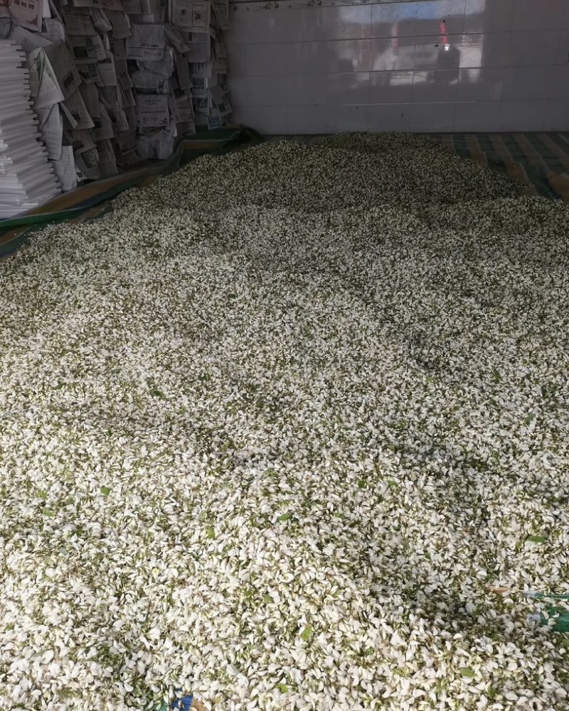 洋槐花鲜洋槐花/市场电商/质量有保证