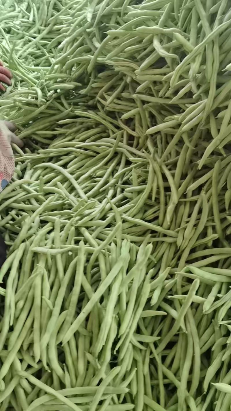 精品四季豆长条型饱满的质量好，对接批发市场电商商超