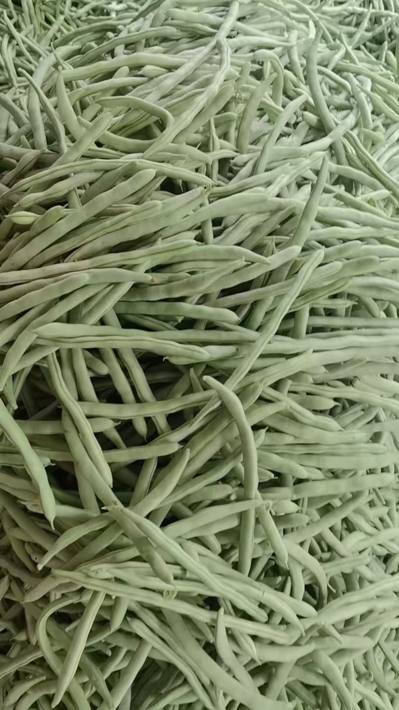 精品四季豆长条型饱满的质量好，对接批发市场电商商超