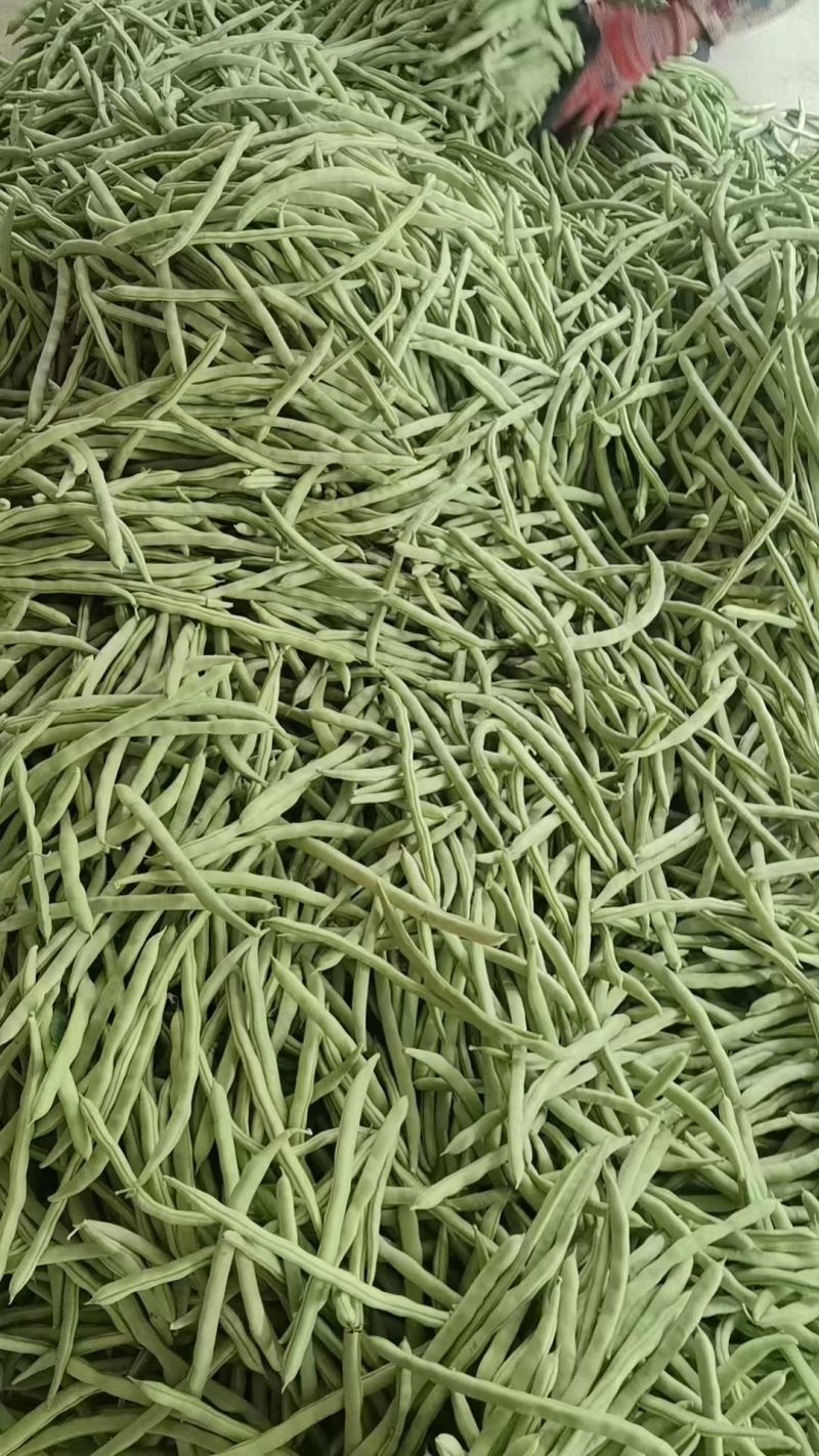 精品四季豆长条型饱满的质量好，对接批发市场电商商超