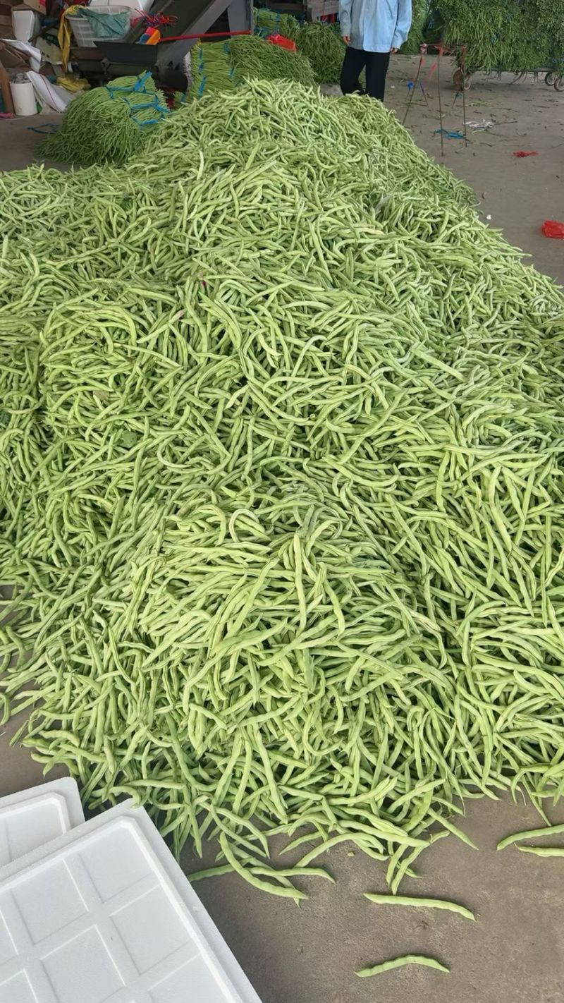 精品四季豆长条型饱满的质量好，对接批发市场电商商超