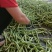 精品四季豆长条型饱满的质量好，对接批发市场电商商超
