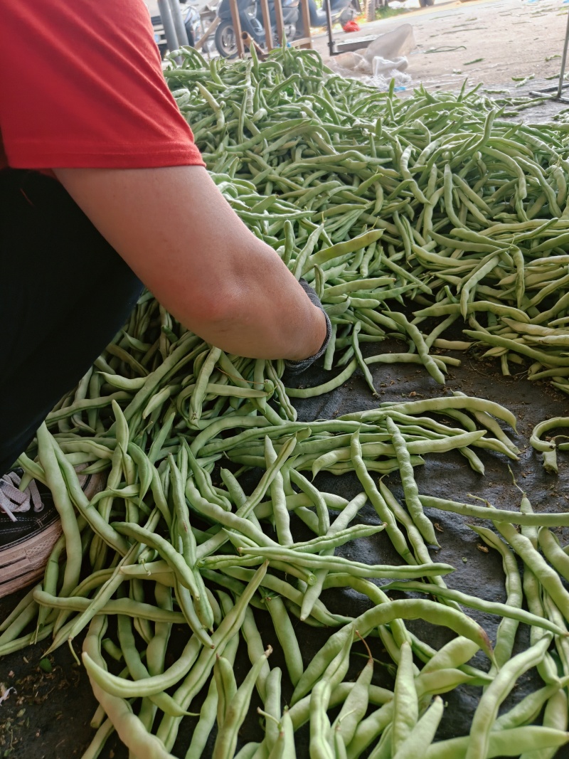 精品四季豆长条型饱满的质量好，对接批发市场电商商超