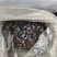 九香虫打屁虫（干货）质量保证量大从优
