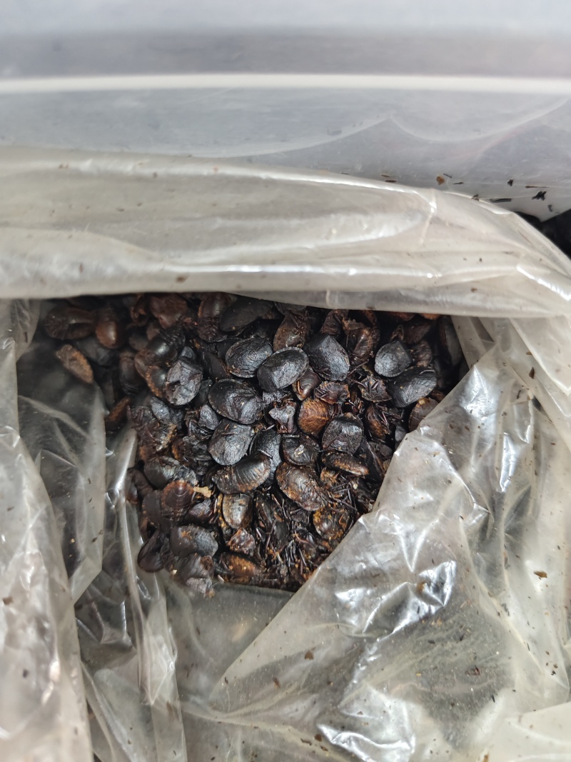 九香虫打屁虫（干货）质量保证量大从优