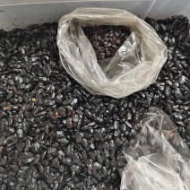 九香虫打屁虫（干货）质量保证量大从优