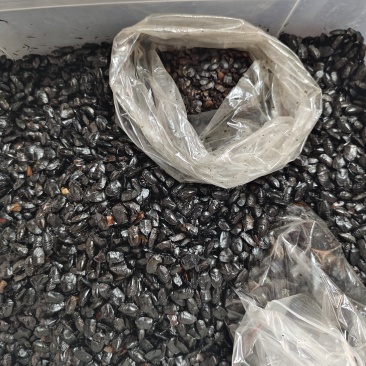 九香虫打屁虫（干货）质量保证量大从优