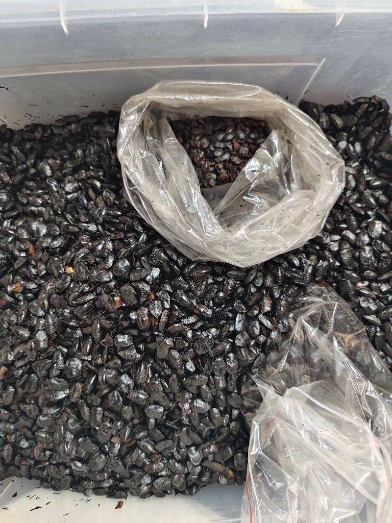 九香虫打屁虫（干货）质量保证量大从优