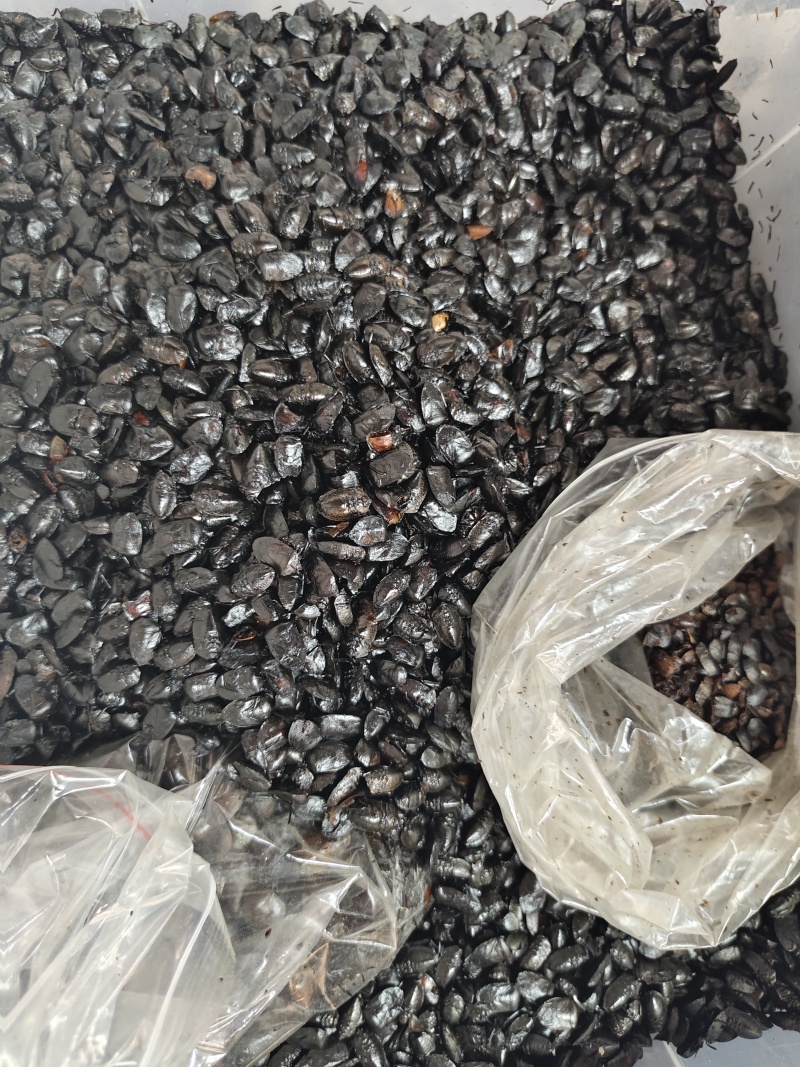 九香虫打屁虫（干货）质量保证量大从优