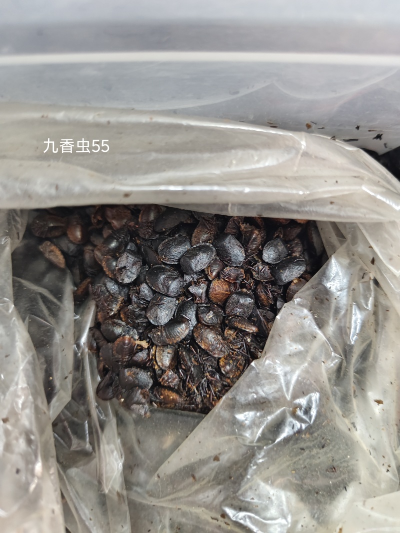 九香虫打屁虫（干货）质量保证量大从优