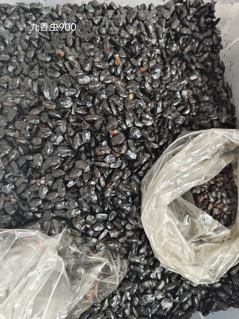九香虫打屁虫（干货）质量保证量大从优
