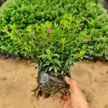 满天星20-50高，3斤袋7斤袋盆苗，各种规格，大量低价出售