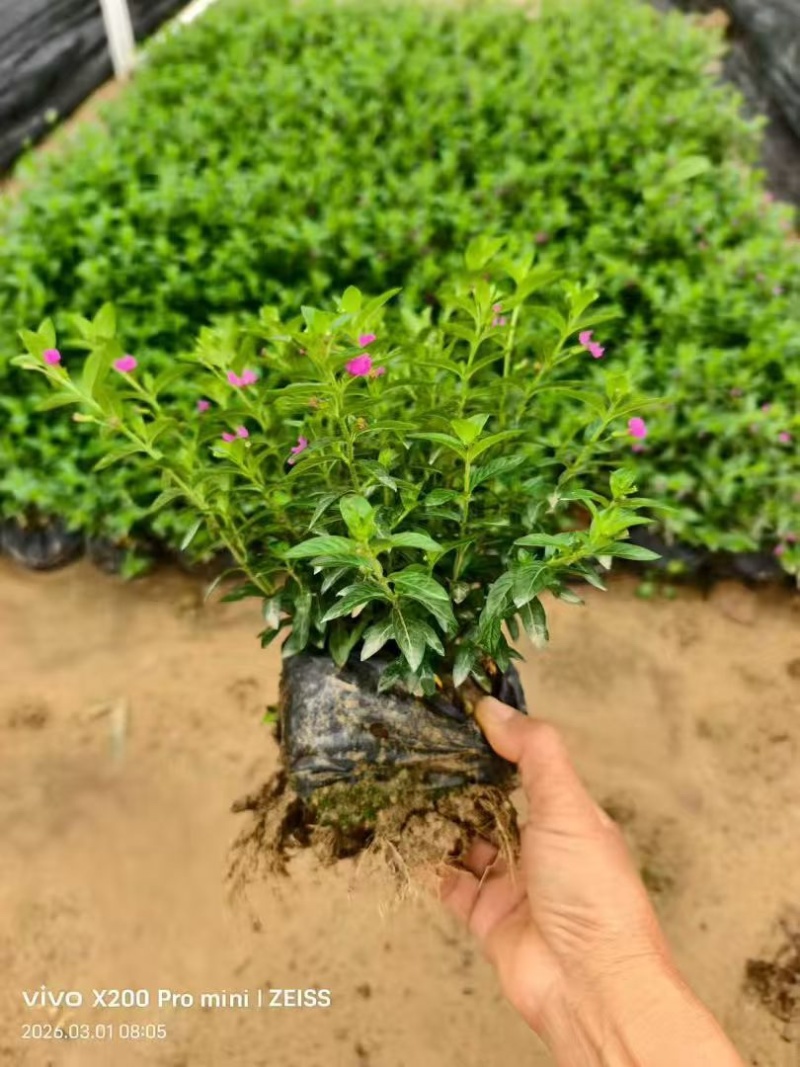满天星20-50高，3斤袋7斤袋盆苗，各种规格，大量低价出售