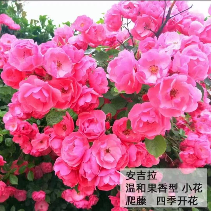 藤本月季苗营养杯苗自家育苗基地直发品种多样成活率高发全国