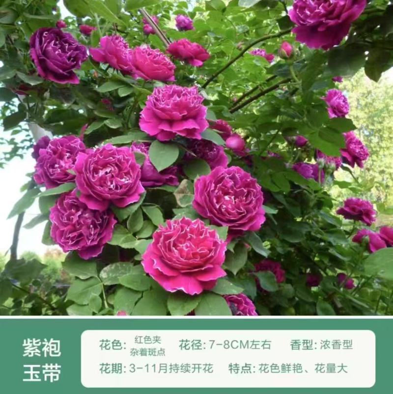 藤本月季苗营养杯苗自家育苗基地直发品种多样成活率高发全国